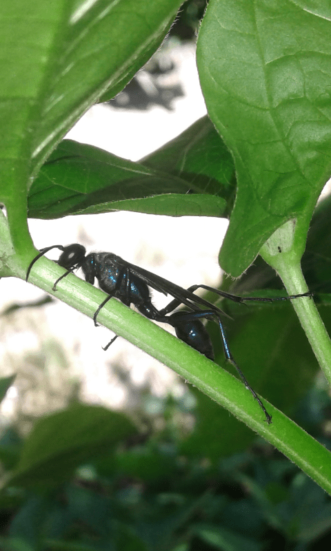 Chalybion sp. (Sphecidae), forse C. californicum? S.